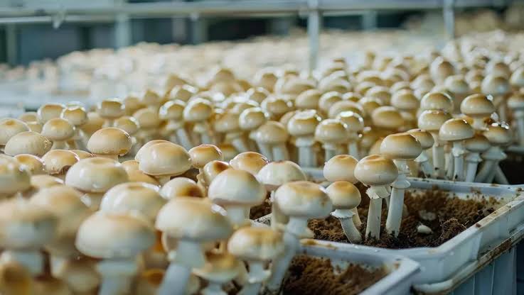 MUSHROOM FARM SETUP FOR SALE IN JAIPUR details