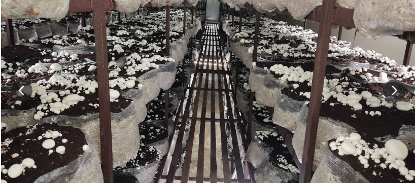  MUSHROOM FARM SETUP FOR SALE IN JAIPUR slider image